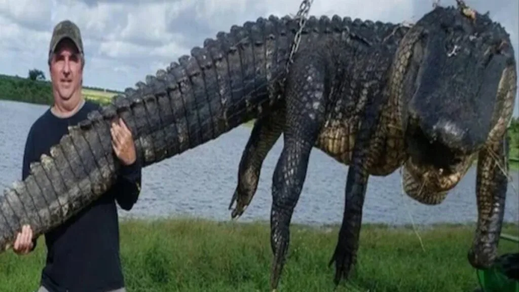 florida-crocodile.
