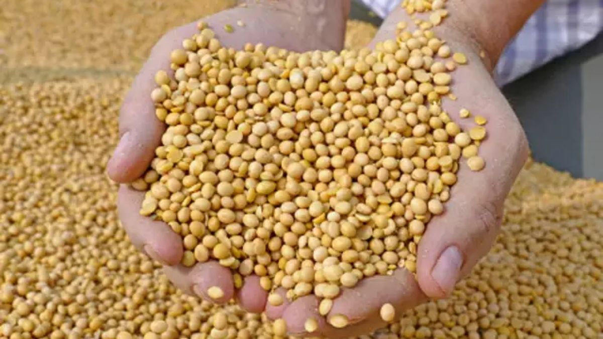 soyabean