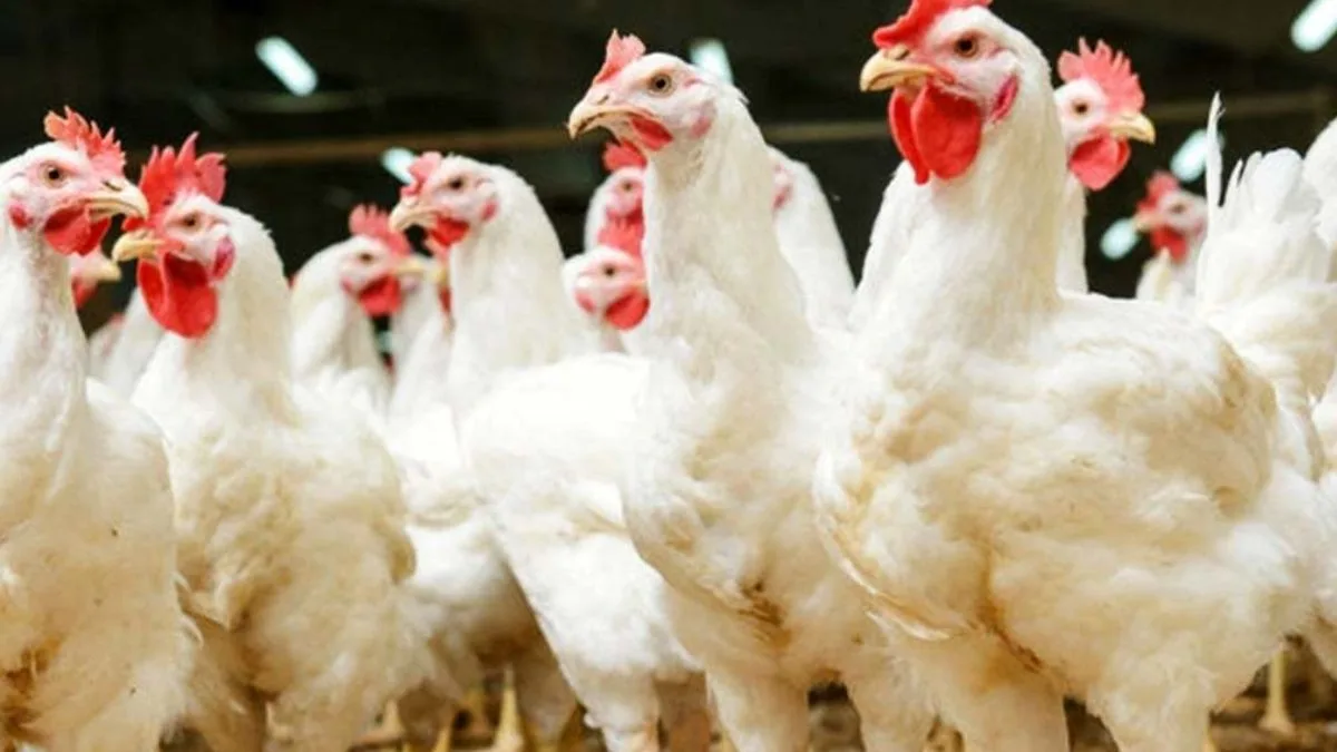 Chicken -Price,