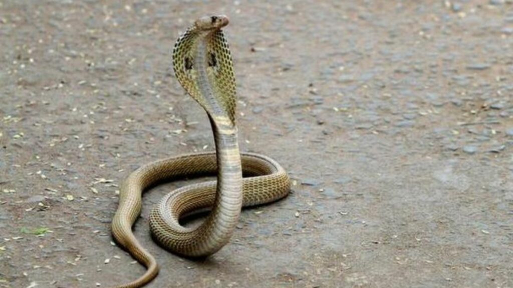 Snake