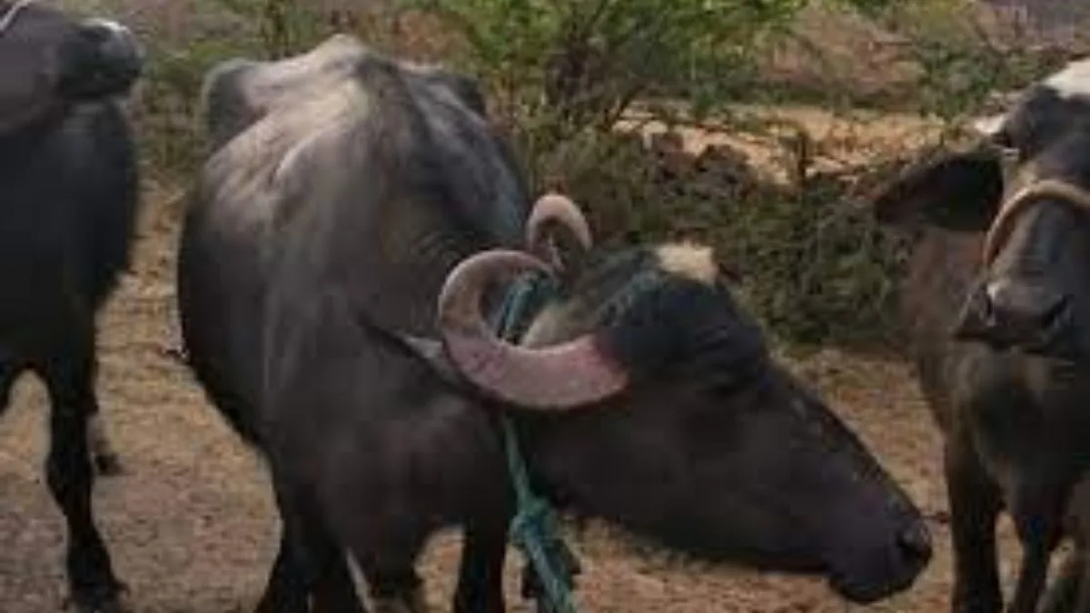buffalo
