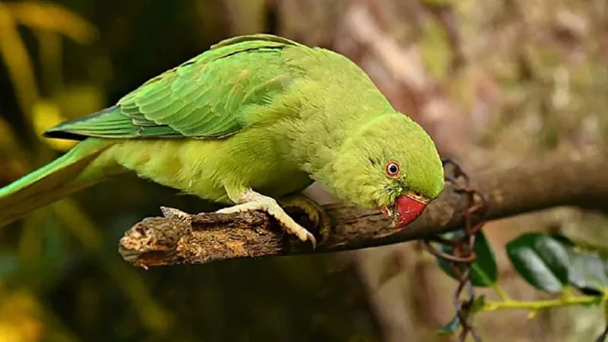 the parrot