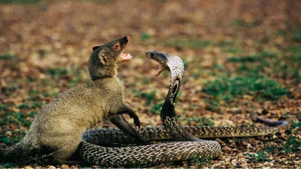 Snakes