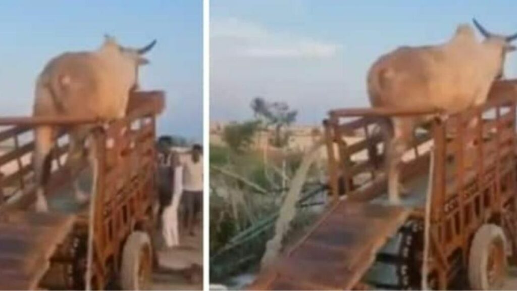 Villagers' jugaad