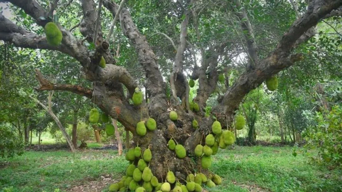 jackfruit tree