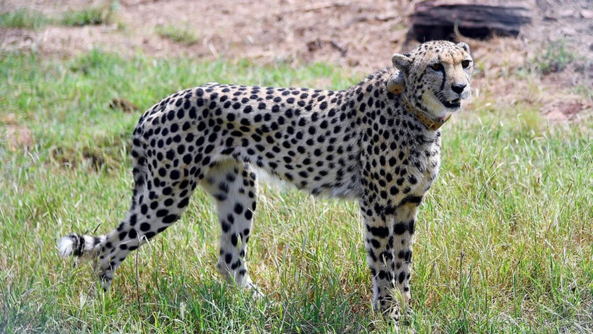 Cheetah
