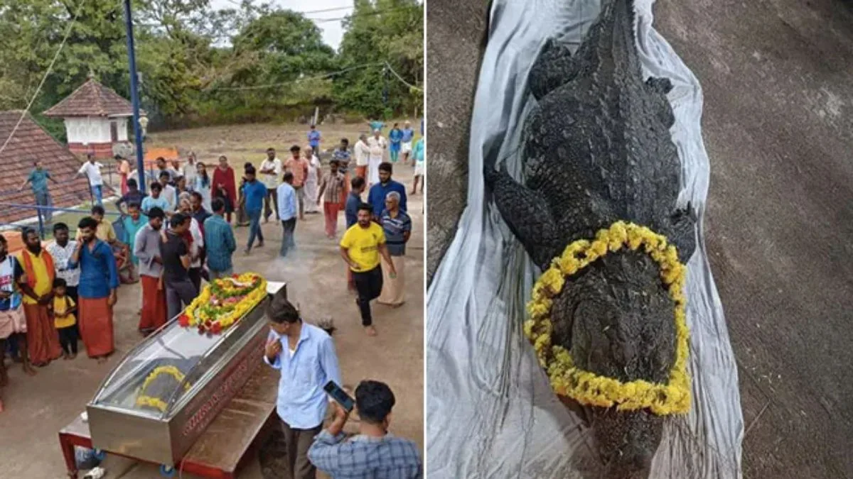 Vegetarian Crocodile