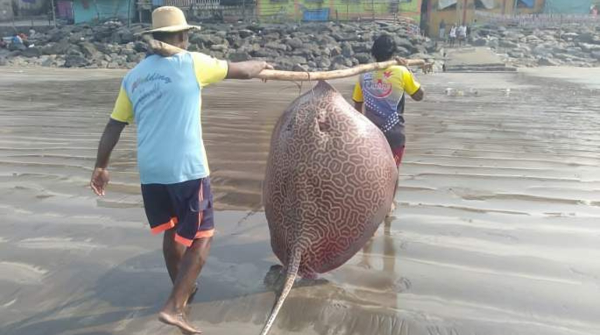 fish