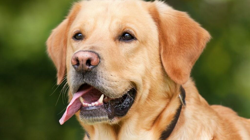 dogs